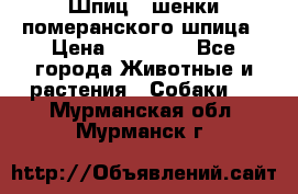 Шпиц - шенки померанского шпица › Цена ­ 20 000 - Все города Животные и растения » Собаки   . Мурманская обл.,Мурманск г.